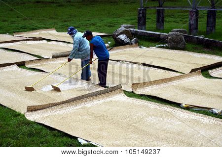 Rice farmers tending and drying harvested rice