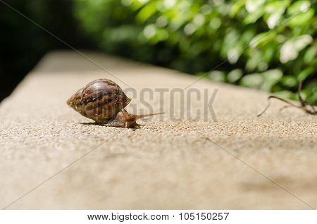 The Journey Of Snails