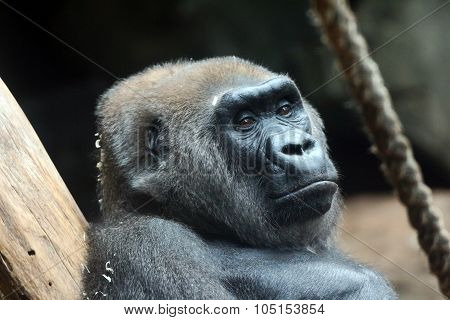 gorilla