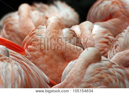 flamingos