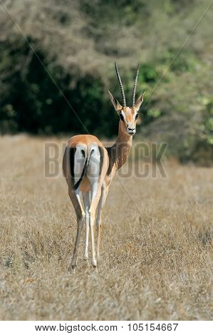 Thomson's Gazelle