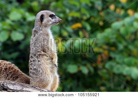 meerkat