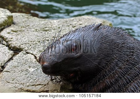 fur seal
