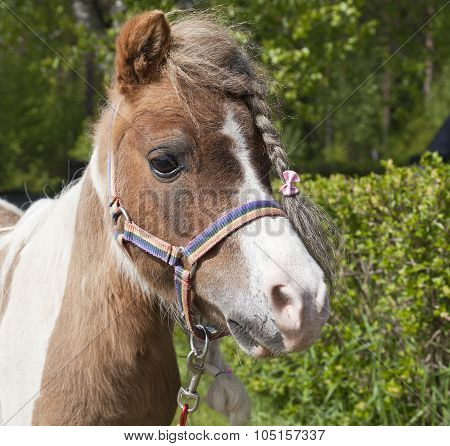Close up, macro on a pony, horse head.