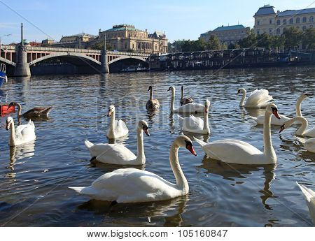 White Swans On Vltava River, Prague.