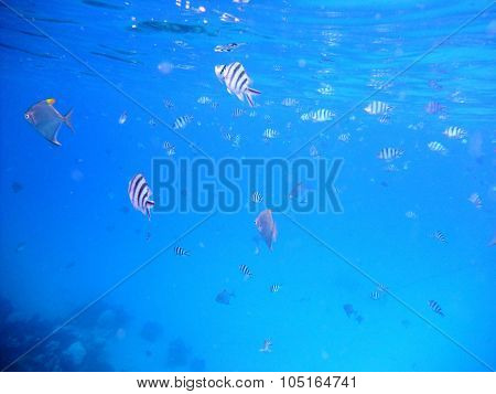 Fishes underwater