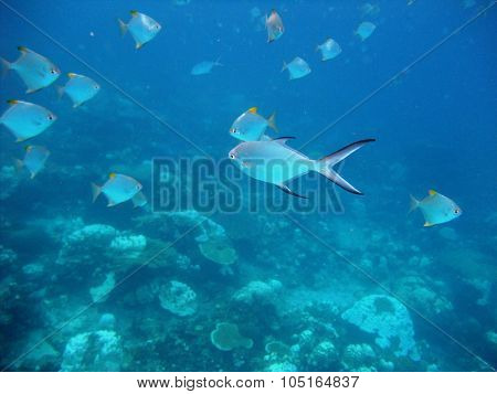 Fishes underwater
