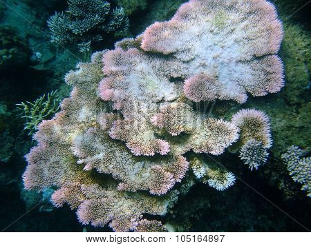 Fishes underwater