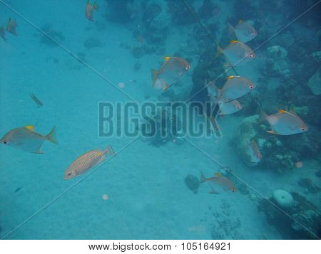 Fishes underwater
