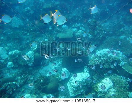 Fishes underwater