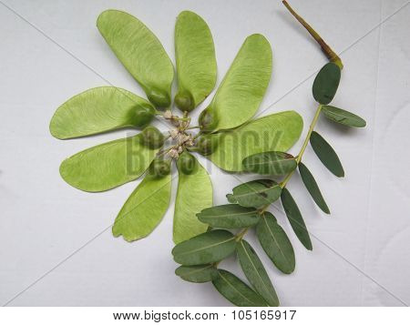 Seedpods Of The Tipu Tree