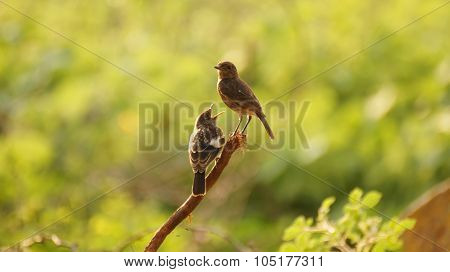 Birds Love
