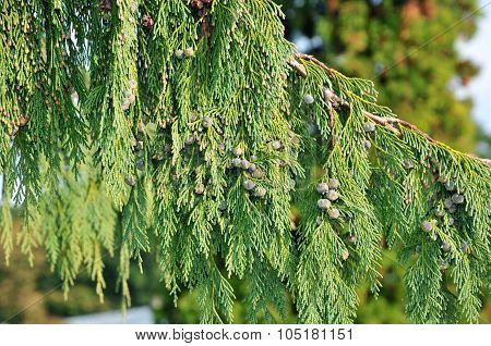 Cupressus nootkatensis 