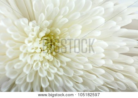 Soft flower - white chrysanthemum, macro