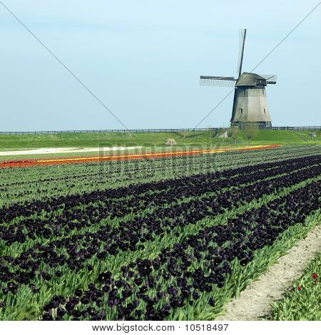 Větrný mlýn s Tulipán pole poblíž Schermerhorn, Nizozemsko
