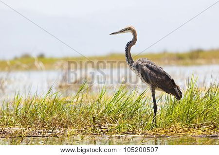 Giant Heron At Lake Baringo, Kenya