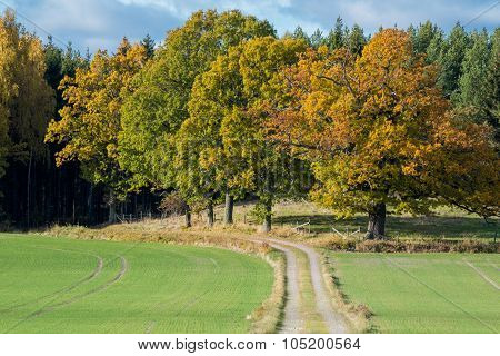Autumn in Sweden
