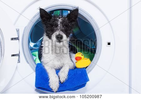Washing Dog
