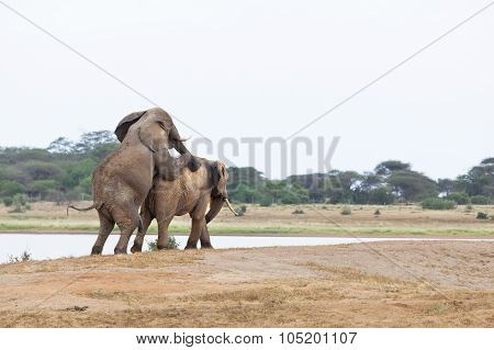 Mating Elephants At Lake