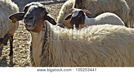 SHEEP
