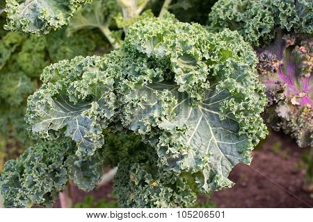 Colorful Kale