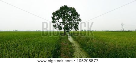 Panoramic view of Single tree and water canal in the middle of paddy field