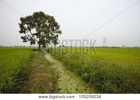 Single tree and water canal in the middle of paddy field