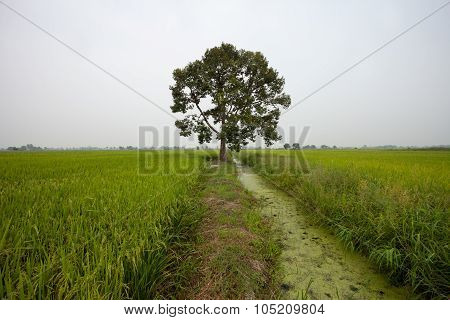 Single tree and water canal in the middle of paddy field