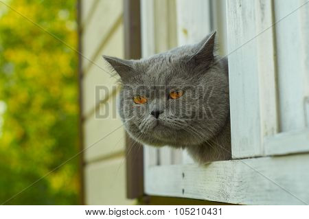 British shorthair cat looking for mice from the window