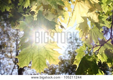 Autumn_leaves