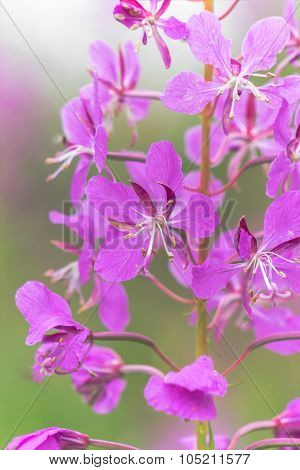 open flower willow tea