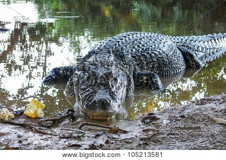 Black Caiman At Yacuma National Park, Bolivia