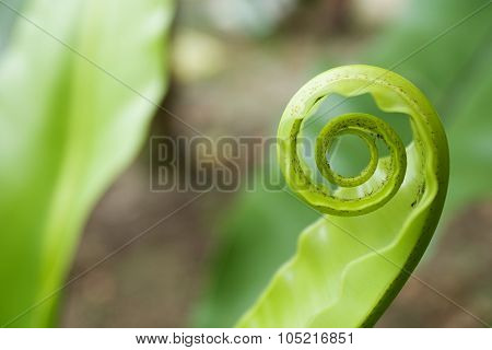 Unfurling Fern Tip