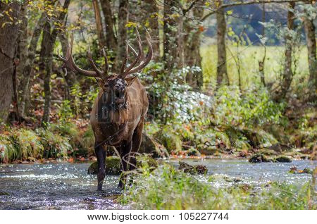 Elk Bugling While Standing In Creek