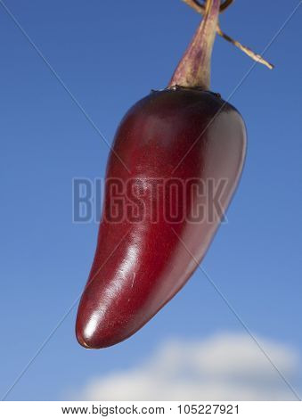 Bright Jalapeno