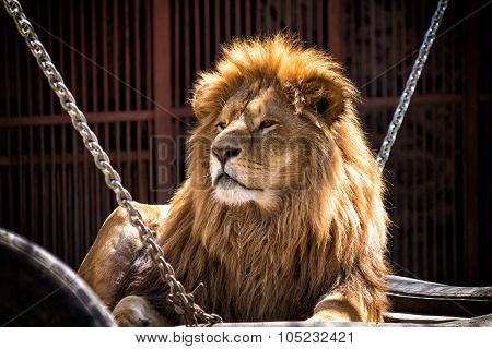 African Lion
