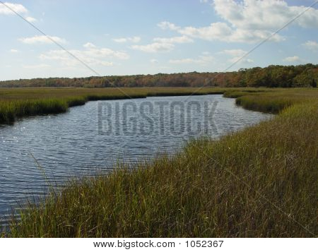 Marsh en été