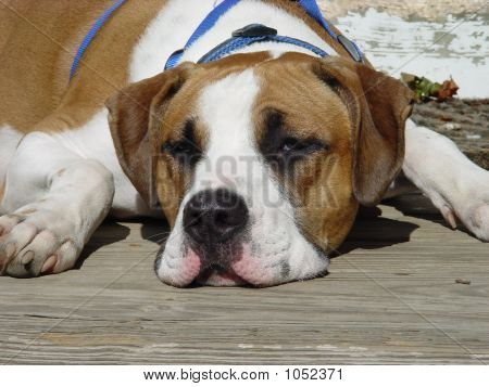 Lazy Dog