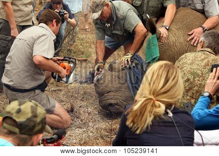 Finishing Dehorning Of Large Rhino After Been Darted