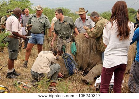 Government Official Documenting Animal's Dehorning And Chip Information.