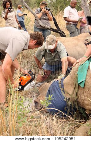Dehorning Of Large Rhino After Been Darted And Stabilized