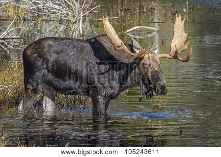 Large Bull Moose Foraging At The Edge Of A Lake In Autumn