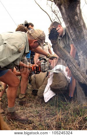 Series 5 Of 6: Dehorning Of Rhino Calf After Been Darted And Stabilized