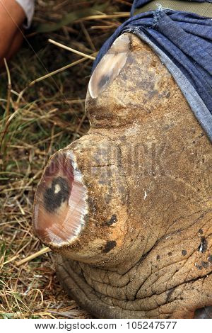Close-up Picture Of Dehorned Face Of Rhino.