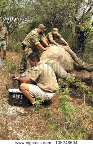 Veterinarian Checking On Condition Of Darted Rhino.