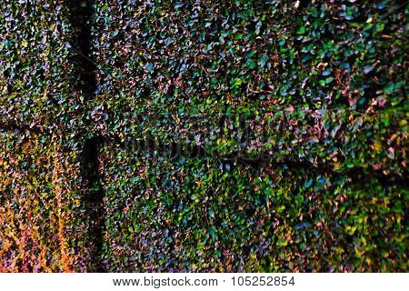 grass pattern