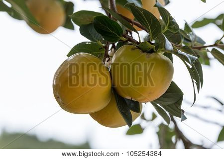 Japanese Persimmon Tree ( Kaki ) With Fruits