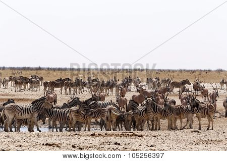 Crowded Waterhole With Zebras, Springbok And Orix