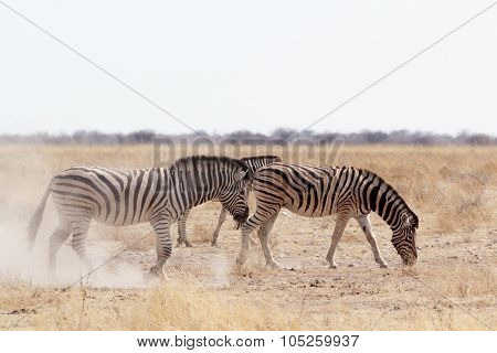 Zebra On Dusty White Sand