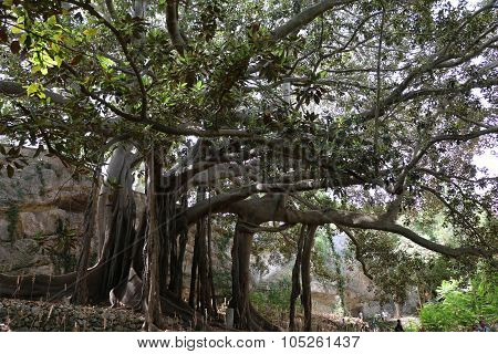 Albero sekolare
